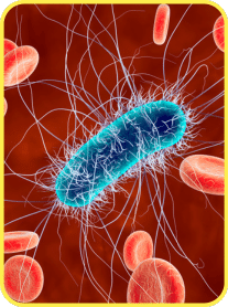 public-4e945e84-6b37-4a13-bdc1-ba89d11e39b9 Moringa Magic Review — Is This “Miracle Tree” Powder Worth Adding to Your Daily Routine?